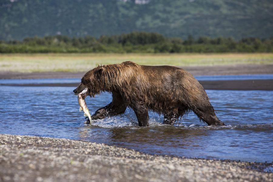 Wild about these magnificent furry beasts? We've got a few things you should know before heading out on an Alaska tour.