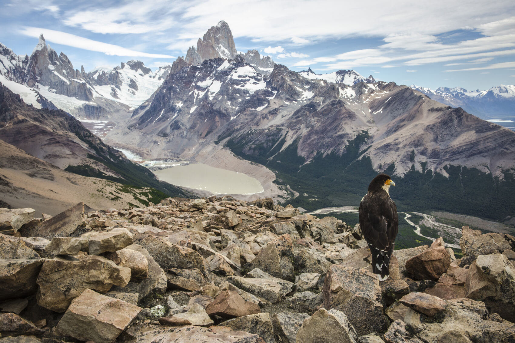 A bird perched in front of the mountain passes of Patagonia