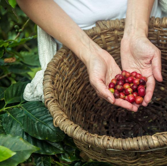 Mi Cafecito Coffee Cooperative Tour