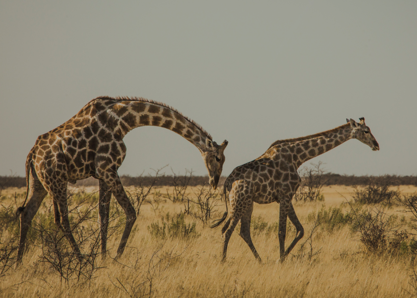 one giraffe bows its long neck behind another giraffe on the grassy plains in Etosha National Park, Namibia